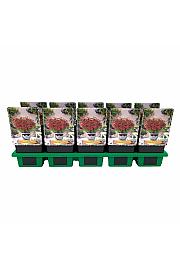 Coreopsis verticillata Ladybird Ø11