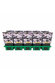 Phlox paniculata Early® Blush Pop Ø11