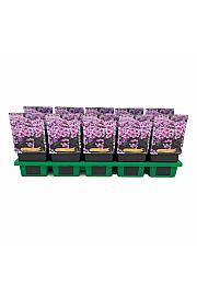 Phlox paniculata Early® Lavender Pop Ø11