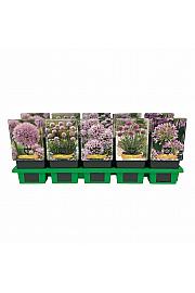 Allium mix Ø11