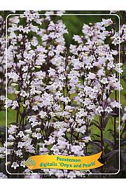 Penstemon digitalis Onyx and Pearls Ø11