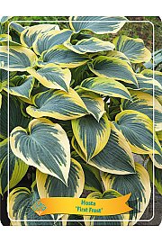 Hosta Abiqua First Frost Ø11