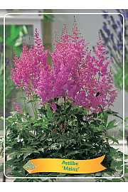 Astilbe Mainz Ø11