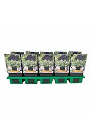 Hosta Lets Twist Again Ø11