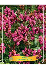 Prunella grandiflora Rubra Ø11