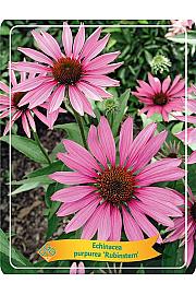 Echinacea purpurea Rubinstern Ø11