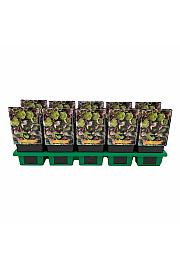 Helleborus x Sternii Ø11