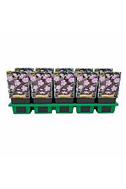 Geranium maculatum Espresso Ø11