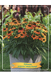 Echinacea Lakota Orange Ø11