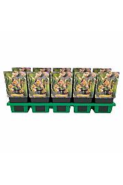 Epimedium pubigerum Orangekonigin Ø11