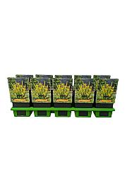 Iris sibirica Variegata Ø11