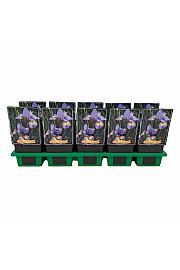 Iris sibirica anish Misfortune Ø11