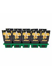 Iris sibirica Solar Energy Ø11