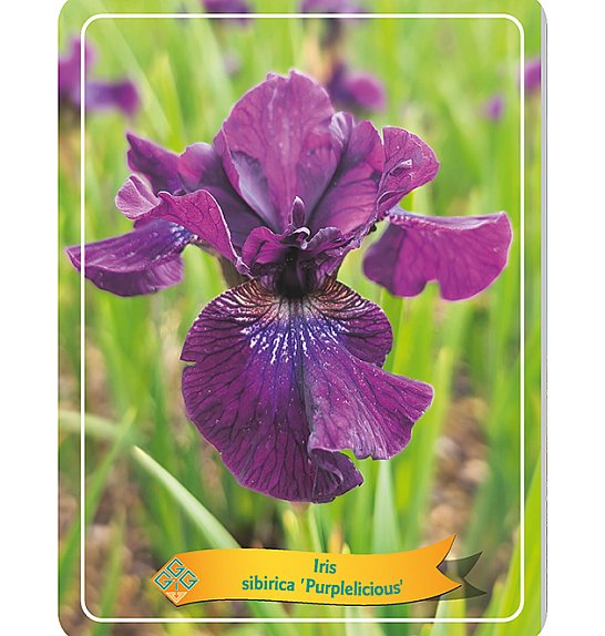 Iris sibirica Purplelicious Ø11