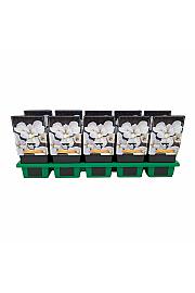 Iris Sibirica White Ø11