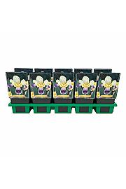 Iris germanica Nibelungen Ø11