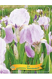 Iris germanica Rheinländerin Ø11
