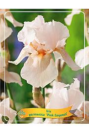 Iris germanica Pink Empress Ø11