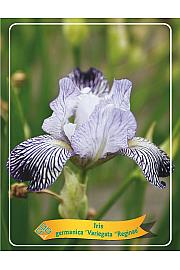 Iris germanica Variegata Reginae Ø11