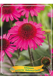 Echinacea Delicious Candy Ø11