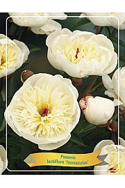 Paeonia lactiflora Immaculee Ø11