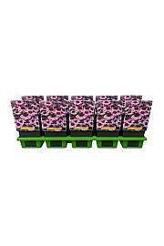 Echinacea Meditation Pink Ø11