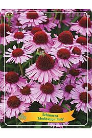 Echinacea Meditation Pink Ø11