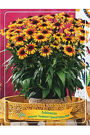 Echinacea Sombrero® Special Yellow RedØ11