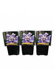 Iris ensata Tropical Storm C5 Lit.