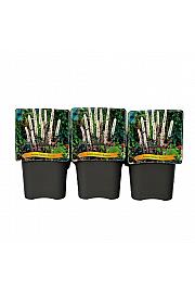 Actaea simplex Brunette C5 Lit.