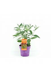 Buddleja d. Trippy Pink® C3 Lit. 35-55 cm