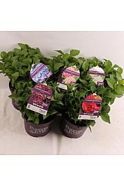 Hydrangea macrophylla Forever&Ever® Mix C5 Lit. 30-40 cm