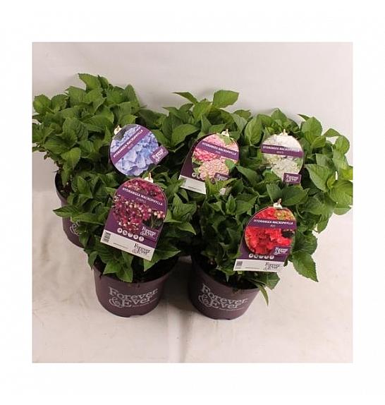 Hydrangea macrophylla Forever&Ever® Mix C5 Lit. 30-40 cm