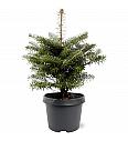 Abies koreana C15 Lit. 60-80 cm