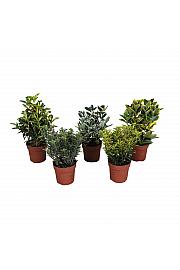 Euonymus Ø10,5 cm