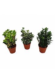 Euonymus Ø13 cm