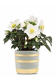 Helleborus niger Christmas Carol Ø12 cm LEY