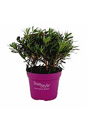 Azalea japonica Starstyle ® Lila Ø10,5 cm
