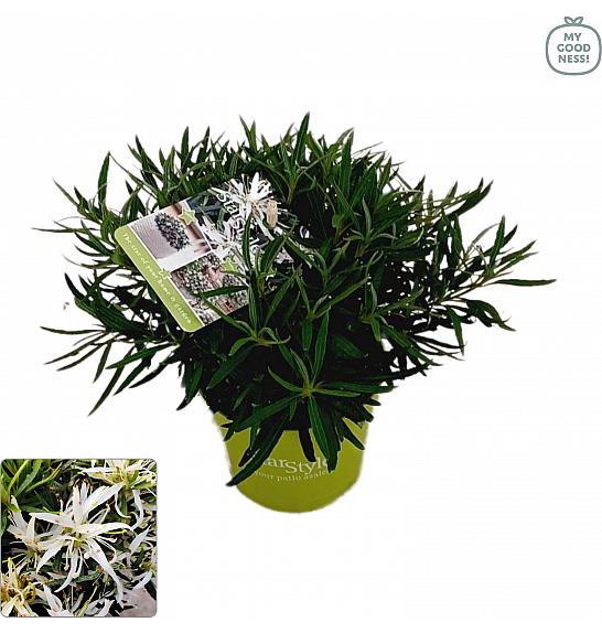 Azalea japonica Starstyle ® White Ø10,5 cm