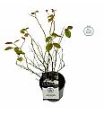 Vaccinium corymbosum Blue Jay C2 Lit. 20 cm