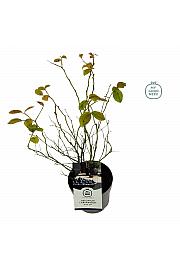 Vaccinium corymbosum Blue Jay C2 Lit. 20 cm