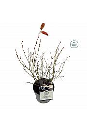 Vaccinium corymbosum Pink Lemonade C2 Lit. 20 cm