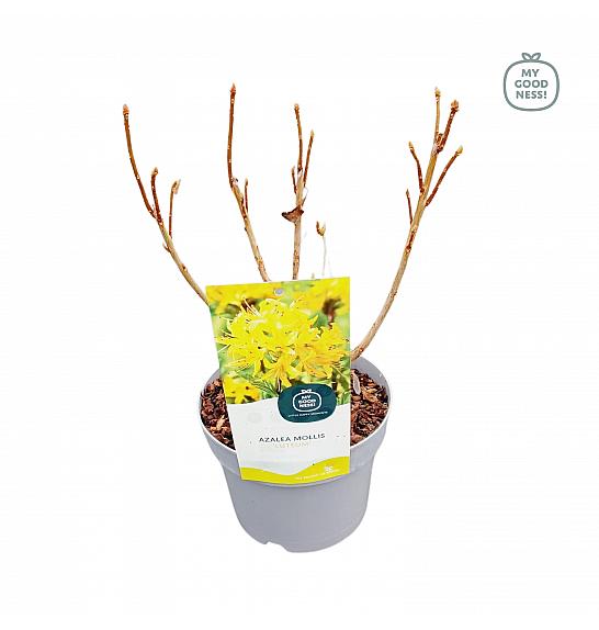 Azalea mollis Luteum C2 Lit. 20-30 cm