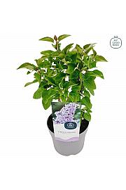 Syringa vulgaris Belle de Nancy C2 Lit. 20 cm