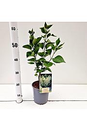 Syringa vulgaris Primrose C2 Lit. 20 cm