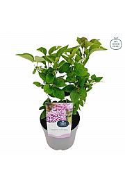 Syringa vulgaris Princesse Sturdza C2 Lit. 20 cm