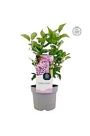 Syringa vulgaris Princesse Sturdza C2 Lit. 20 cm