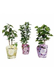 Syringa vulgaris Mix potcover C2 Lit. 20 cm