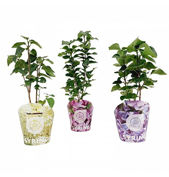 Syringa vulgaris Mix potcover C2 Lit. 20 cm