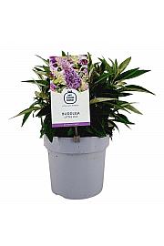 Buddleja davidii Butterfly Candy Little Lila ® C3 Lit 25-30 cm